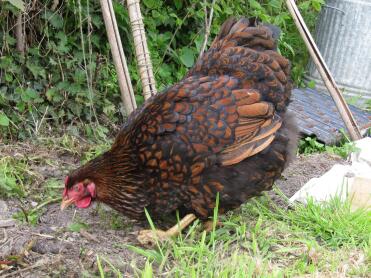 Huhn im garten