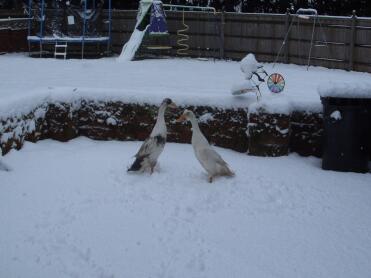 sollen wir eine Schneeente machen