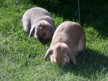 Sie lieben ihr Gras!