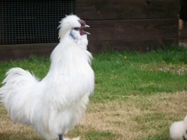 Miniatur White Bearded Silkie Cockerel