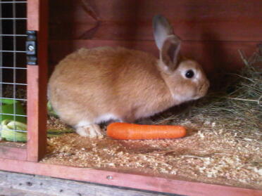 Braunes kaninchen im stall mit karotte