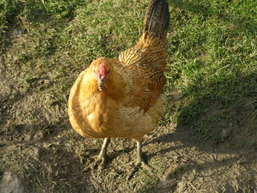 Huhn im garten