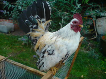 Huhn stehend im auslauf