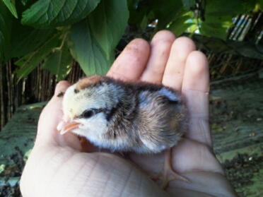 Küken in der hand