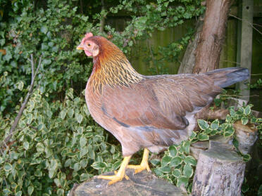 Welsumer huhn auf baumstumpf stehend