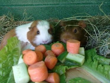 Meerschweinchen mit ihrem abendessen