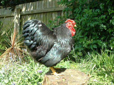 Huhn posiert auf baumstumpf im garten