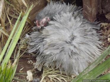 Lavendel Peking Frizzle