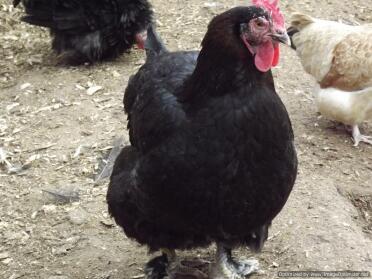 Kupfer Black Marans Hen