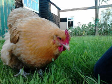 Buff Orpington