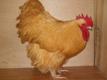 Buff Orpington Männlich