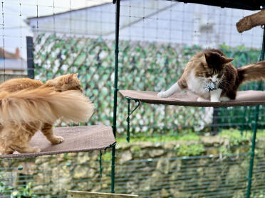 Zoomies auf dem outdoor-katzenregal