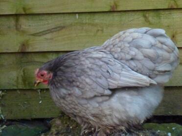 Blaue Pekin Henne