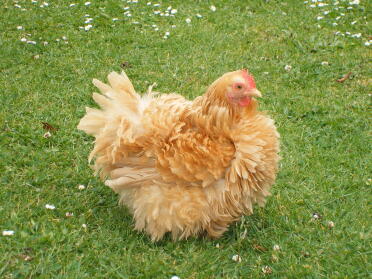 Frizzle Pekin