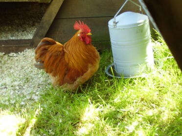 Muffin, unser selbst gezüchteter Ingwer-Pekin-Hahn