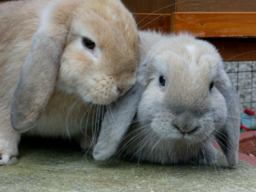 Zwei kleine Mini Lops