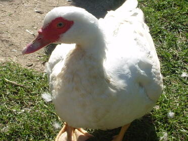 Ente im garten