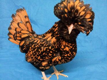 Bärtiges Gold geschnürtes polnisches Pullet