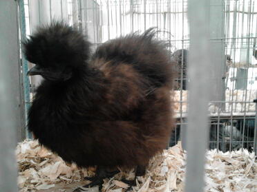 Schwarzer Silkie