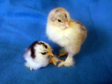 Brahma und Pekin Chicks