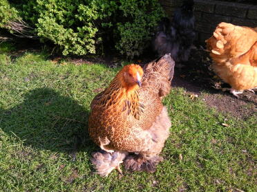 Gold Rebhuhn Brahma Pullet