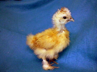 Miniatur Silkie Chick