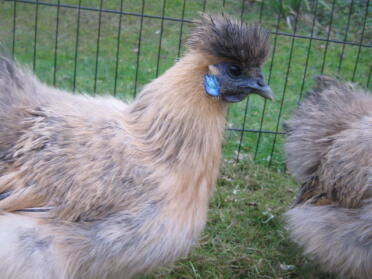 Rebhuhn Silkie