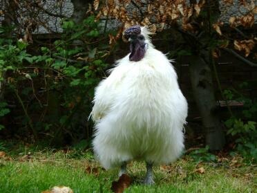 Silkie Hahn, Bentley, sieht stolz aus.