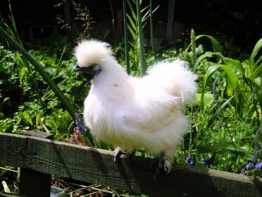 Silkie Hahn im Garten