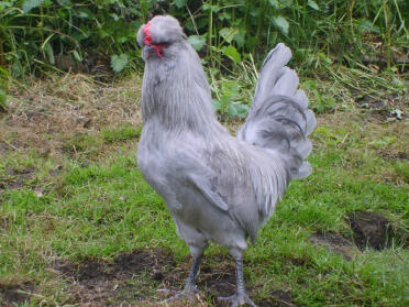 Aracauna huhn posiert im garten