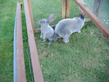 Zwei kaninchen in ihrem auslauf