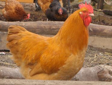 Buff Orpington