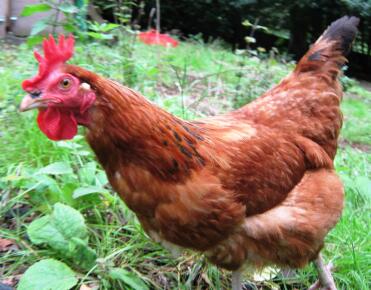 Nahaufnahme von Gingernut ranger huhn