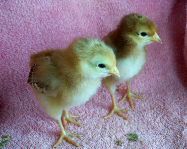 Meine CHICKS