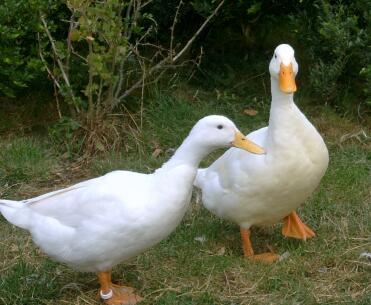 2 enten im garten