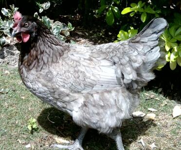 Bluebelle Hen