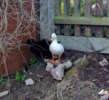 Donald und Jemima, Ruf Enten