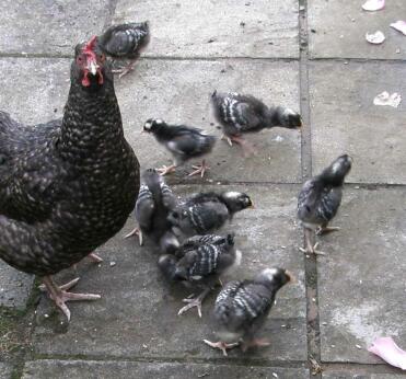 Broody Marans mit Küken