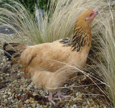 Büffelsussexhühner im garten