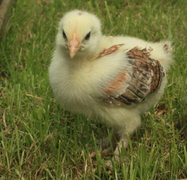 WHEATON MARAN HEN BEI 2WKS