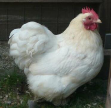 Weißes huhn im auslauf