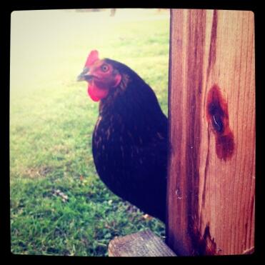 Huhn im garten