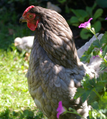 Blaue wyandotte posiert im garten