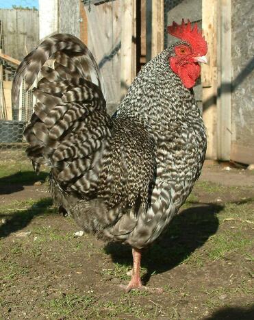 Bantam Cuckoo Marans Hahn