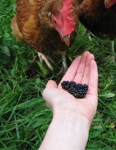 Henne wird von brombeeren in der hand verführt