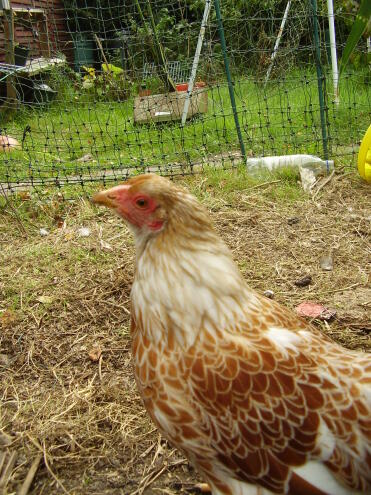 Karamell. Unser Buff schnürte Wyandotte Bantam