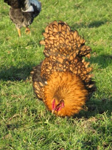 Huhn auf der suche nach würmern im gras