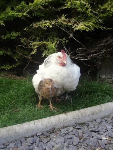 Zwei hühner im garten