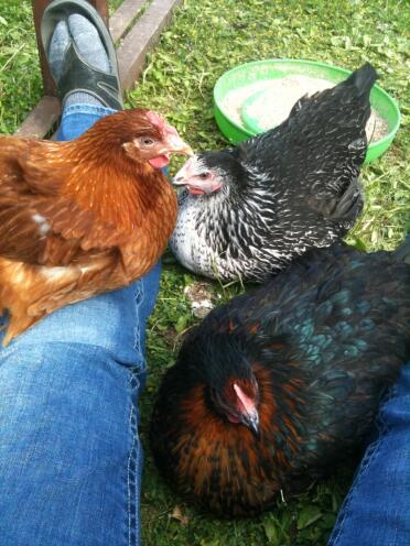 3 hühner im garten sitzen auf beinen