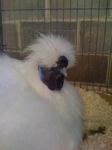 Weißer Silkie